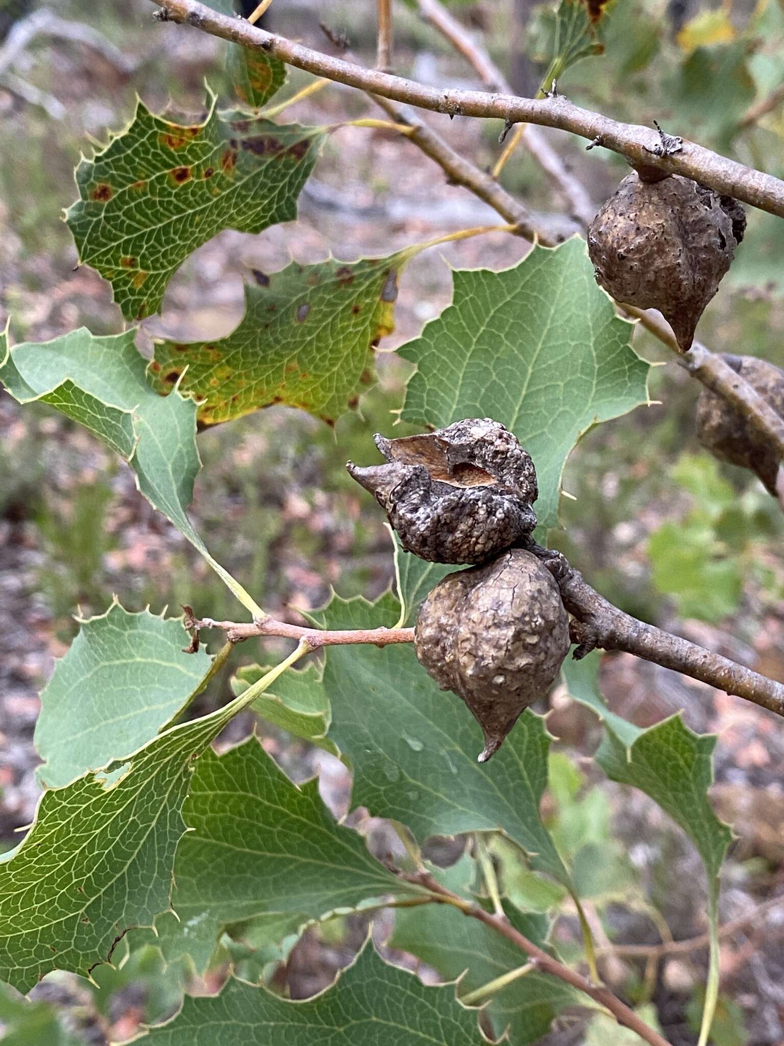 Image of Hakea undulata R. Br.