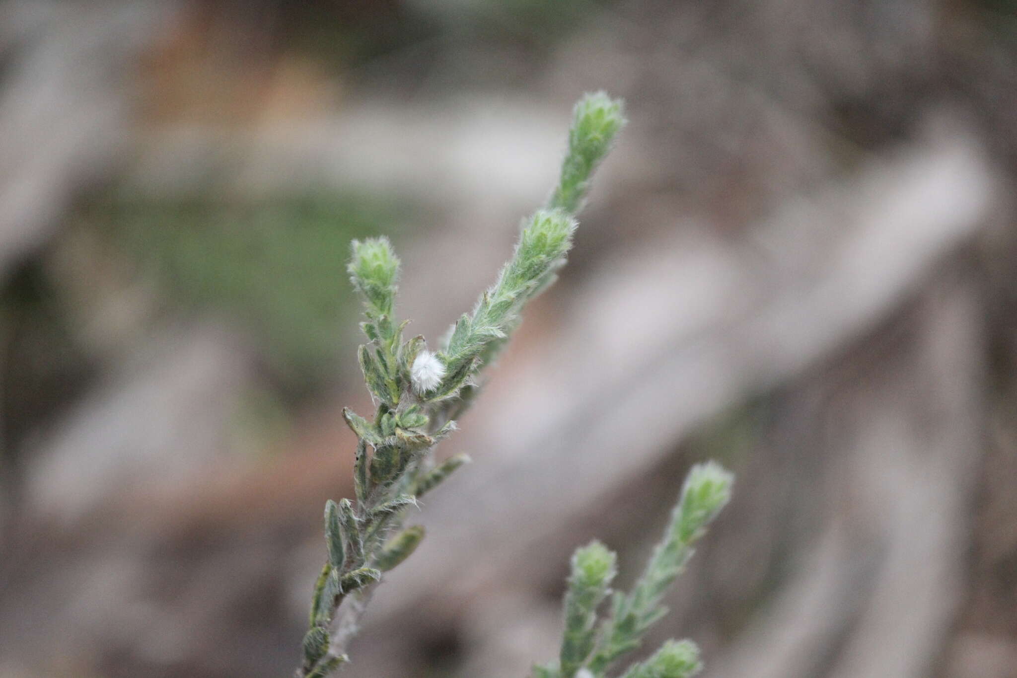 صورة Pimelea octophylla R. Br.