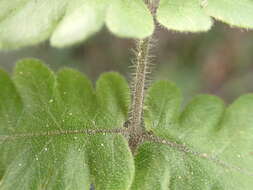 Image of Goniopteris pellita (Willd.) A. R. Sm.