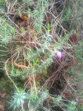 Image of Bell Heather