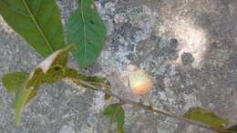 Image of Quercus elliptica Née