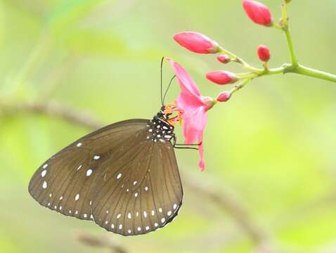 Image of Euploea sylvester Fabricius 1793