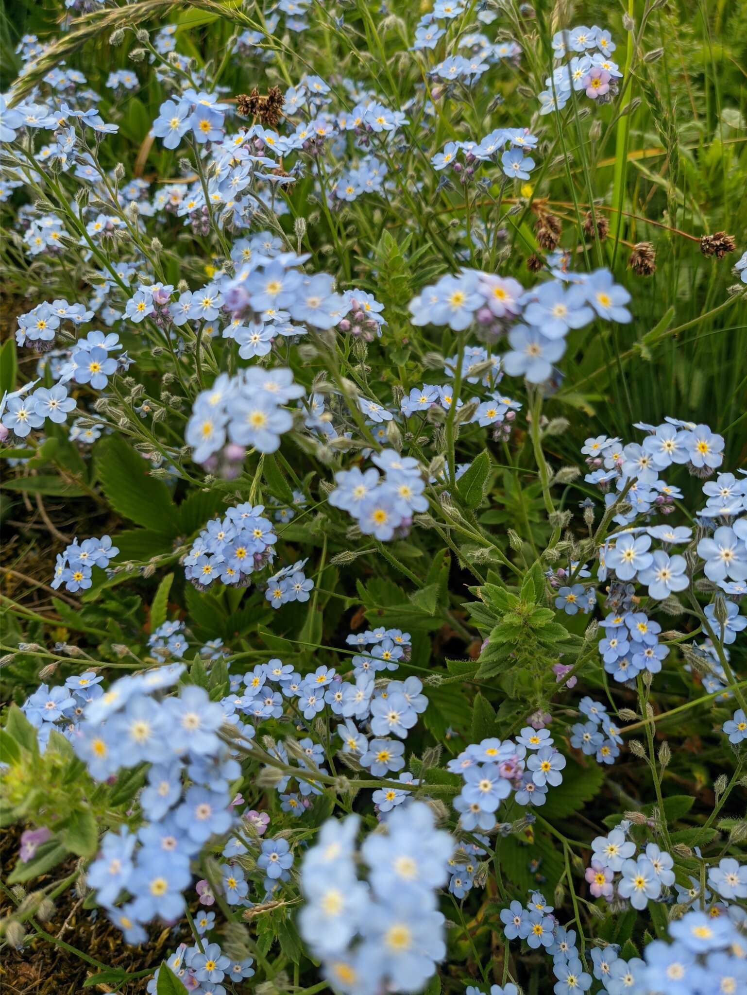 Plancia ëd Myosotis lithospermifolia (Willd.) Hornem.