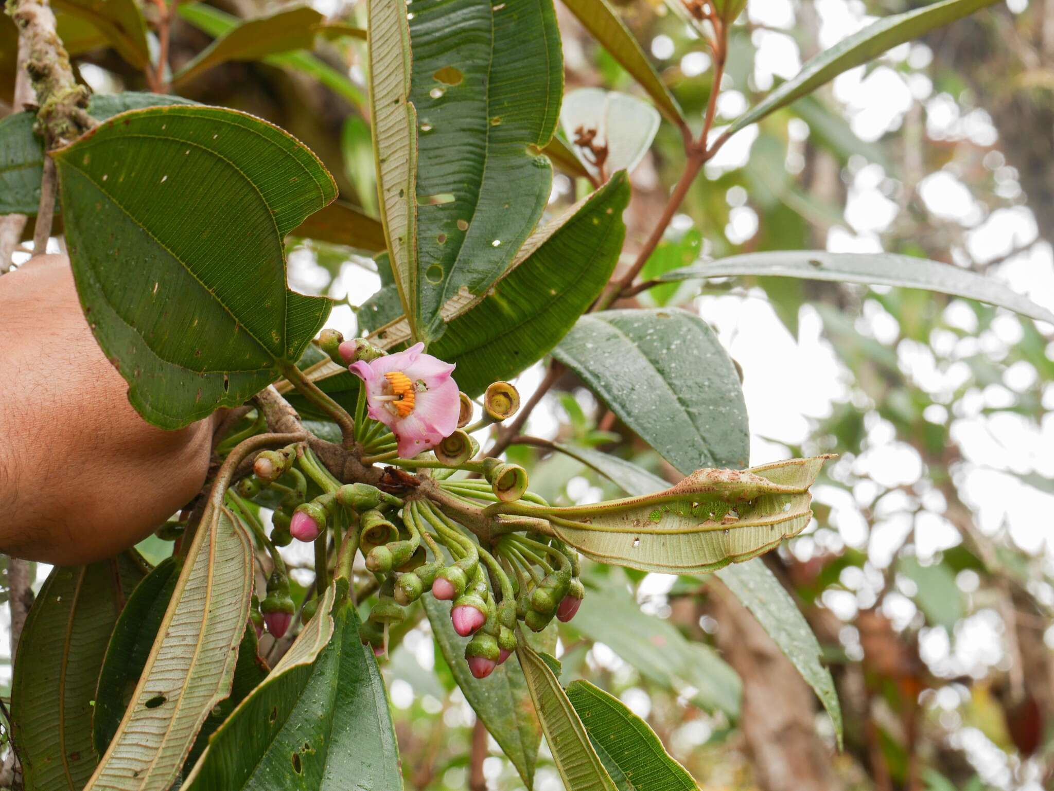 Imagem de Blakea multiflora D. Don