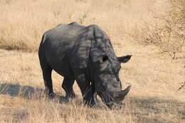 Image of Ceratotherium simum simum