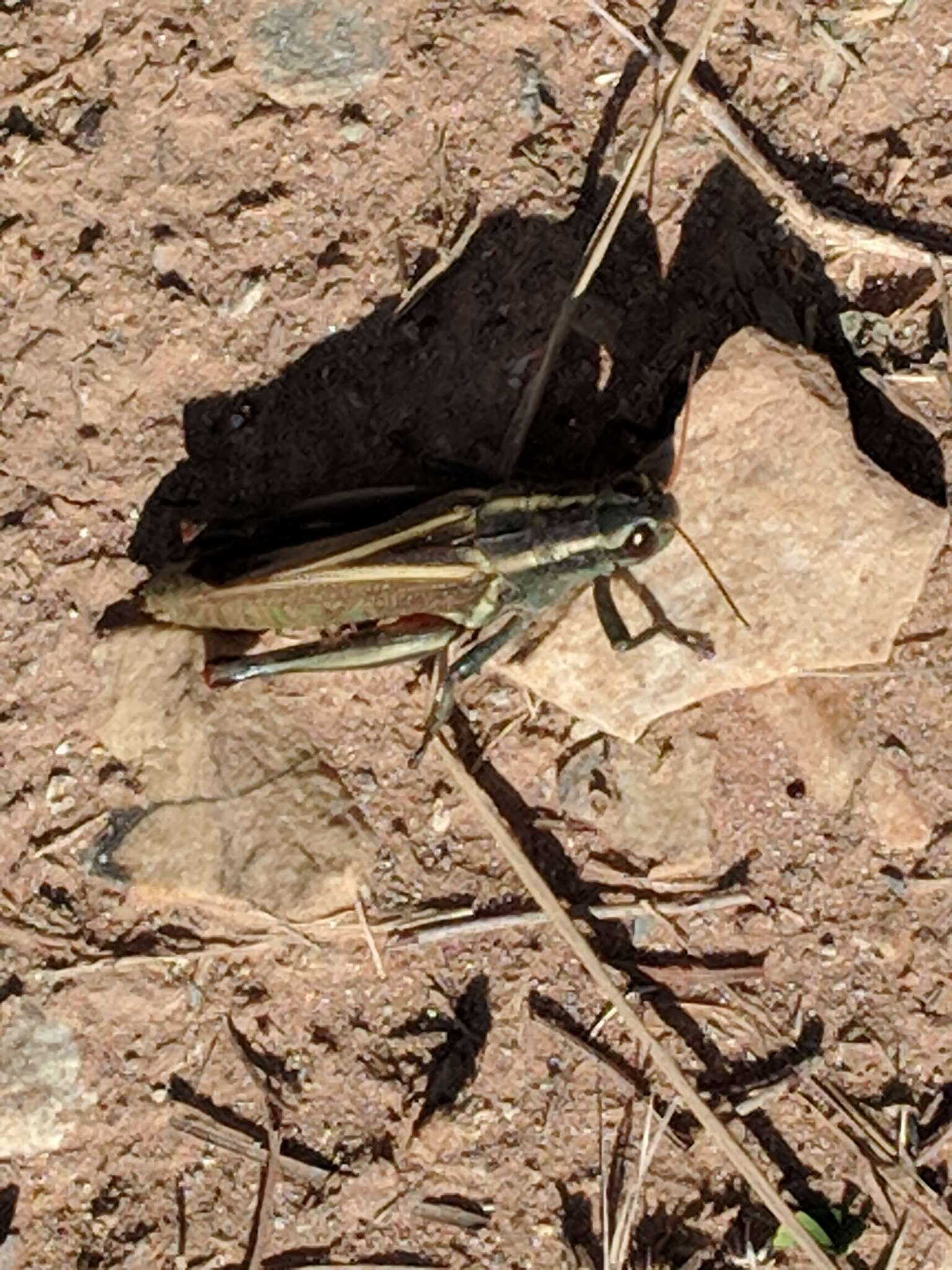 Image of Melanoplus thomasi Scudder & S. H. 1897