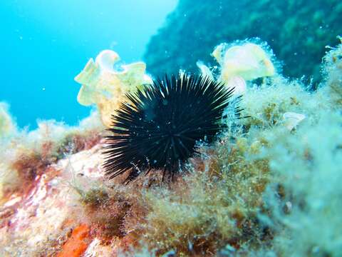 Image of Black Sea urchin