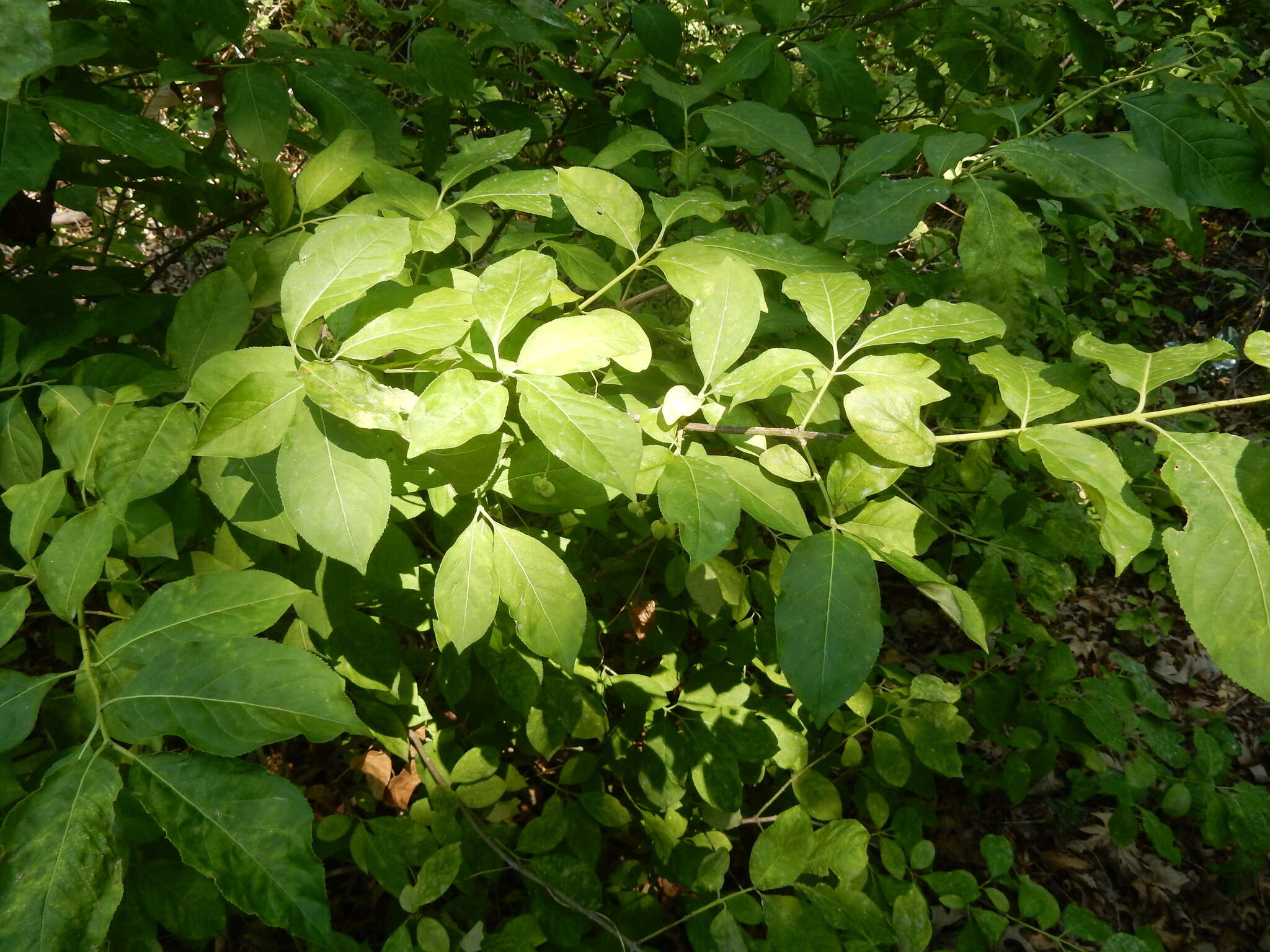 Image of Euonymus atropurpureus var. atropurpureus