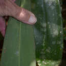 Imagem de Cordyline cannifolia R. Br.