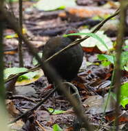 Image of Philippine Megapode