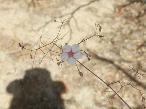 Imagem de Commicarpus brandegei (Standl.) Standl.