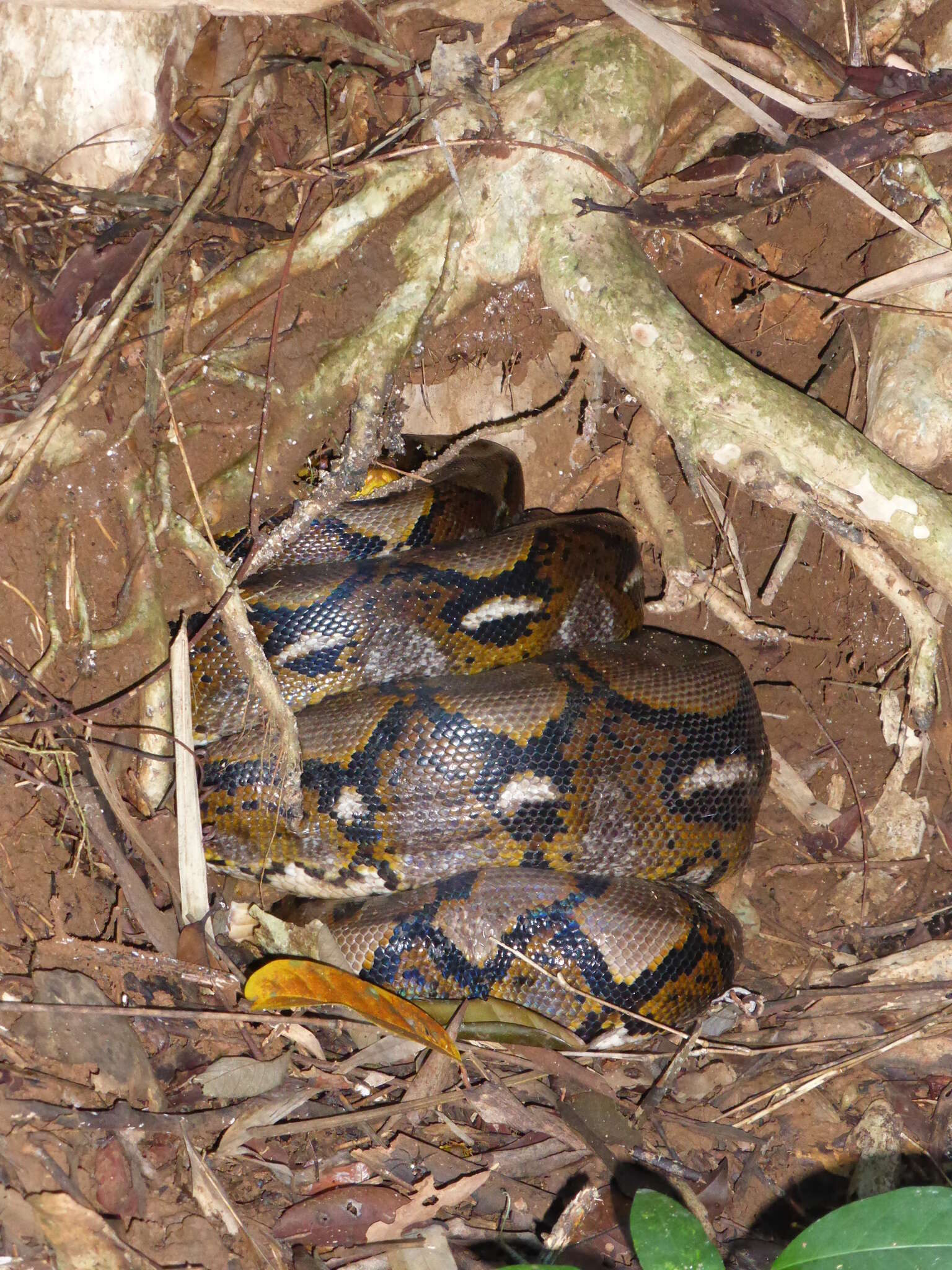 Image of Malayopython Reynolds, Niemiller & Revell 2013