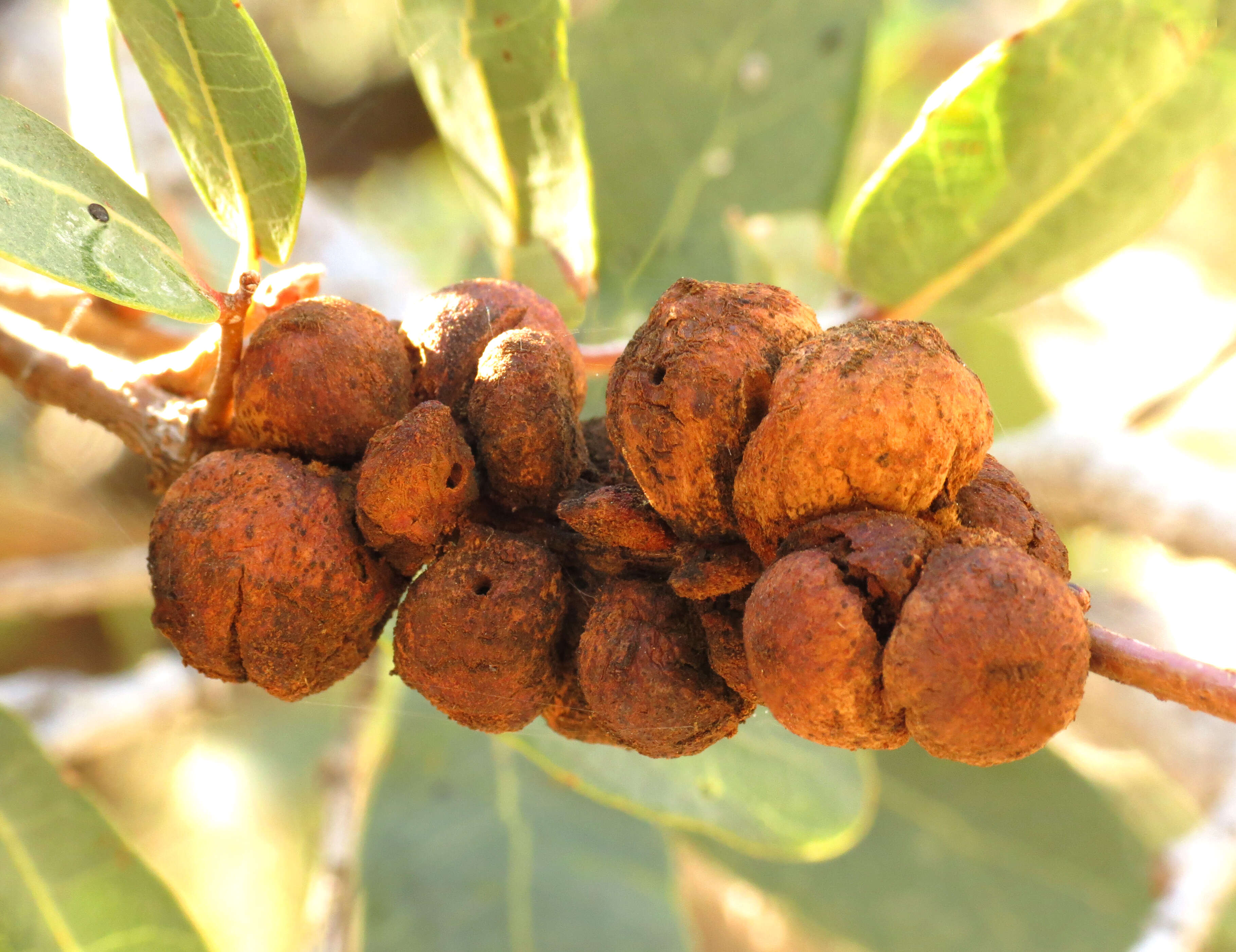 Image of Mexican Blue Oak