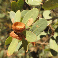 Image of Mexican Blue Oak