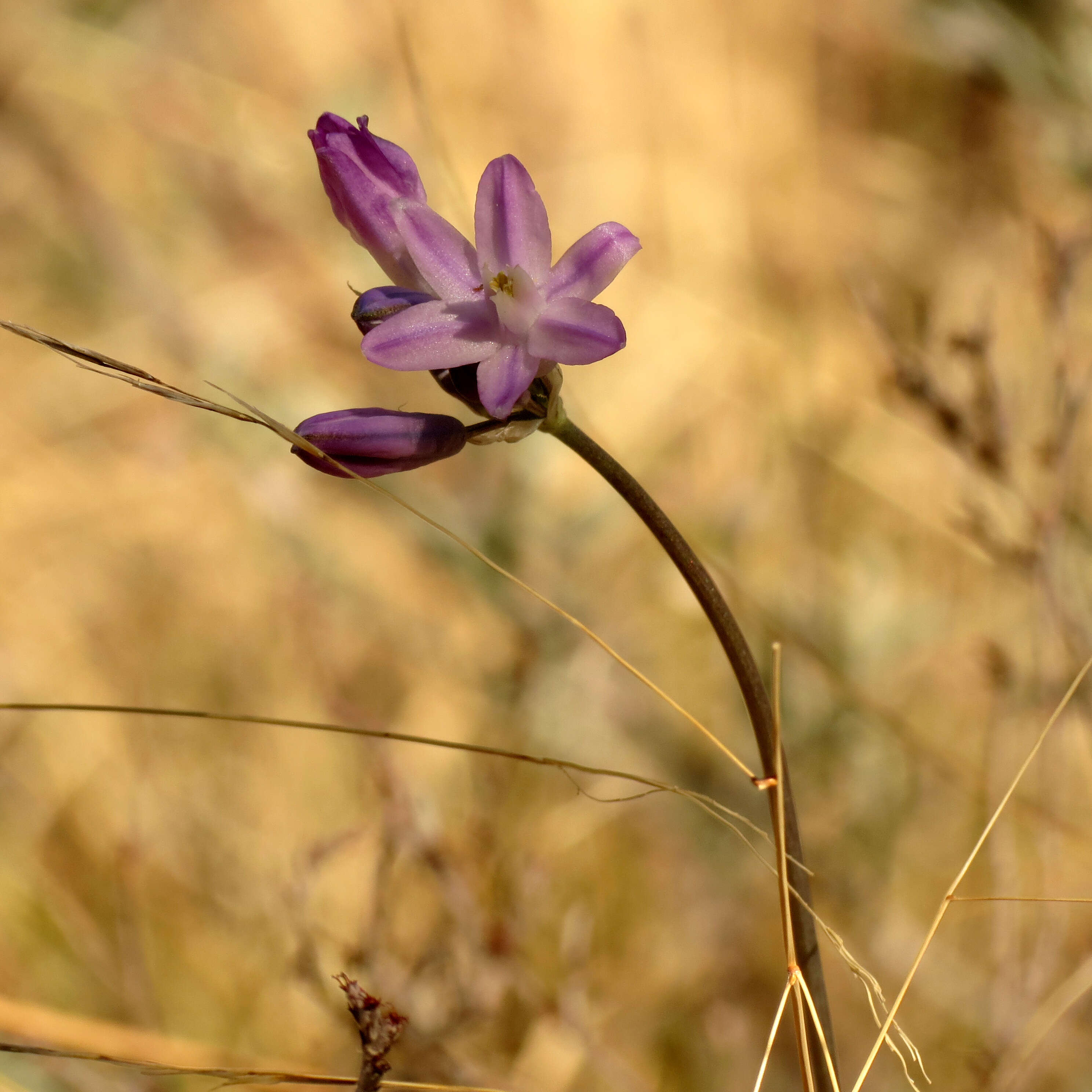 صورة Dichelostemma capitatum (Benth.) Alph. Wood