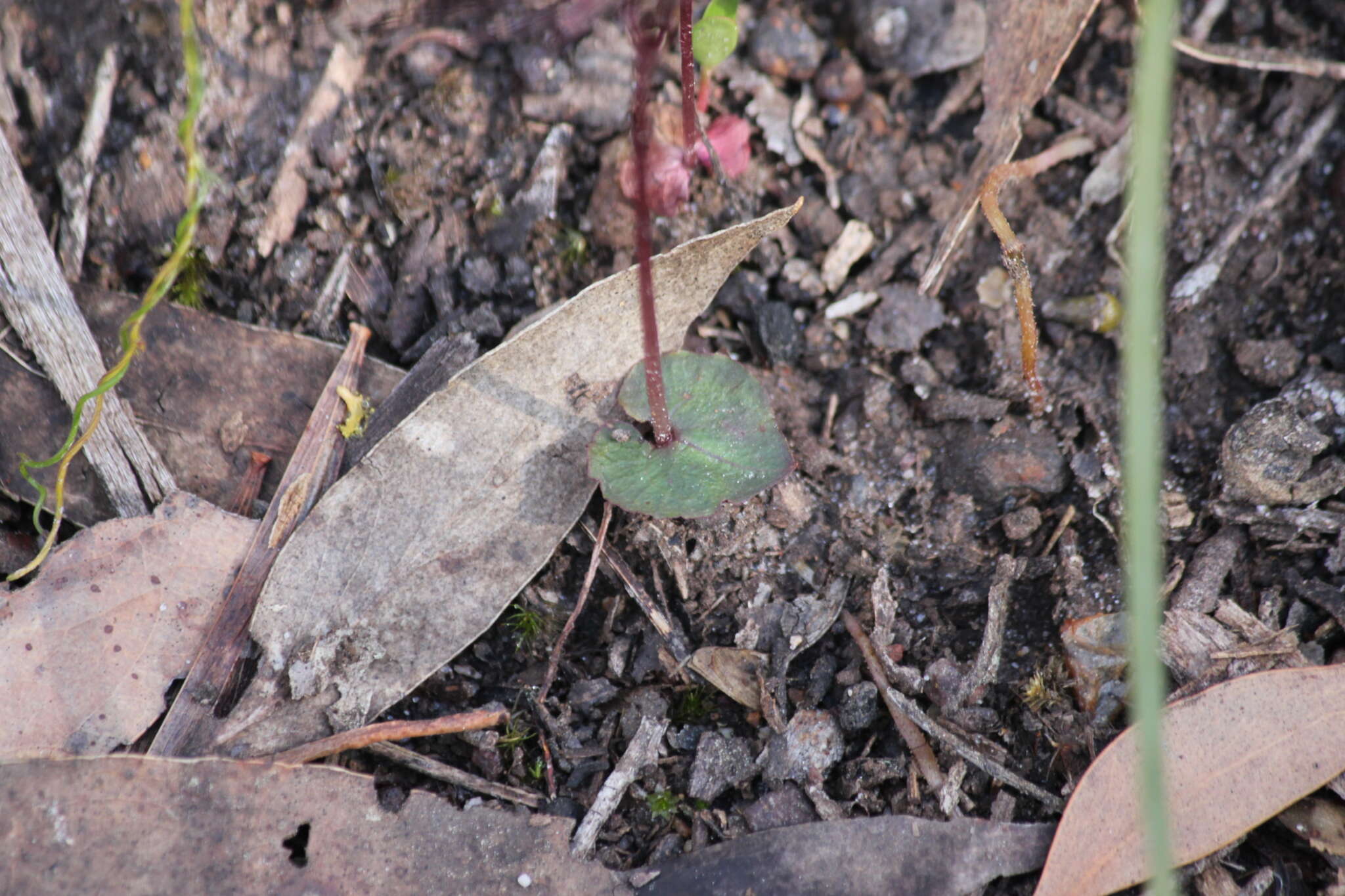 Image of Mayfly orchid