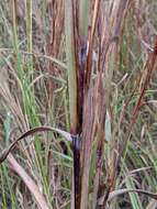 Image of little bluestem