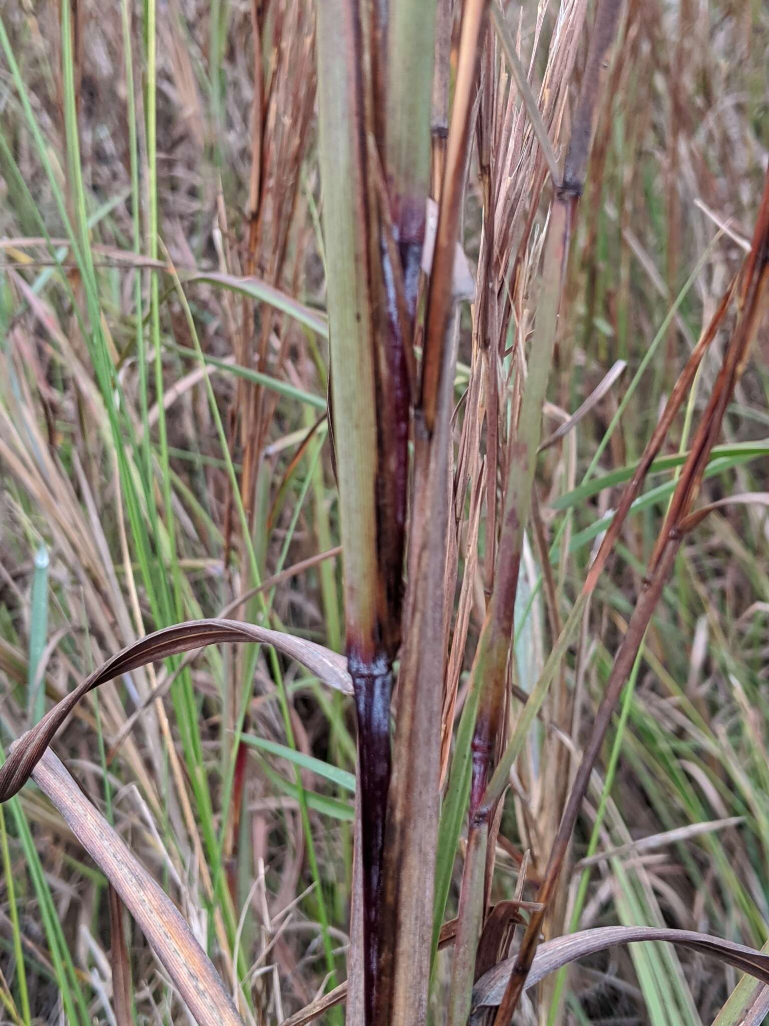 Image de Schizachyrium scoparium (Michx.) Nash