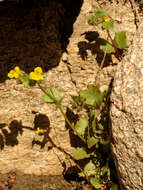 Image of Erythranthe guttata (DC.) G. L. Nesom