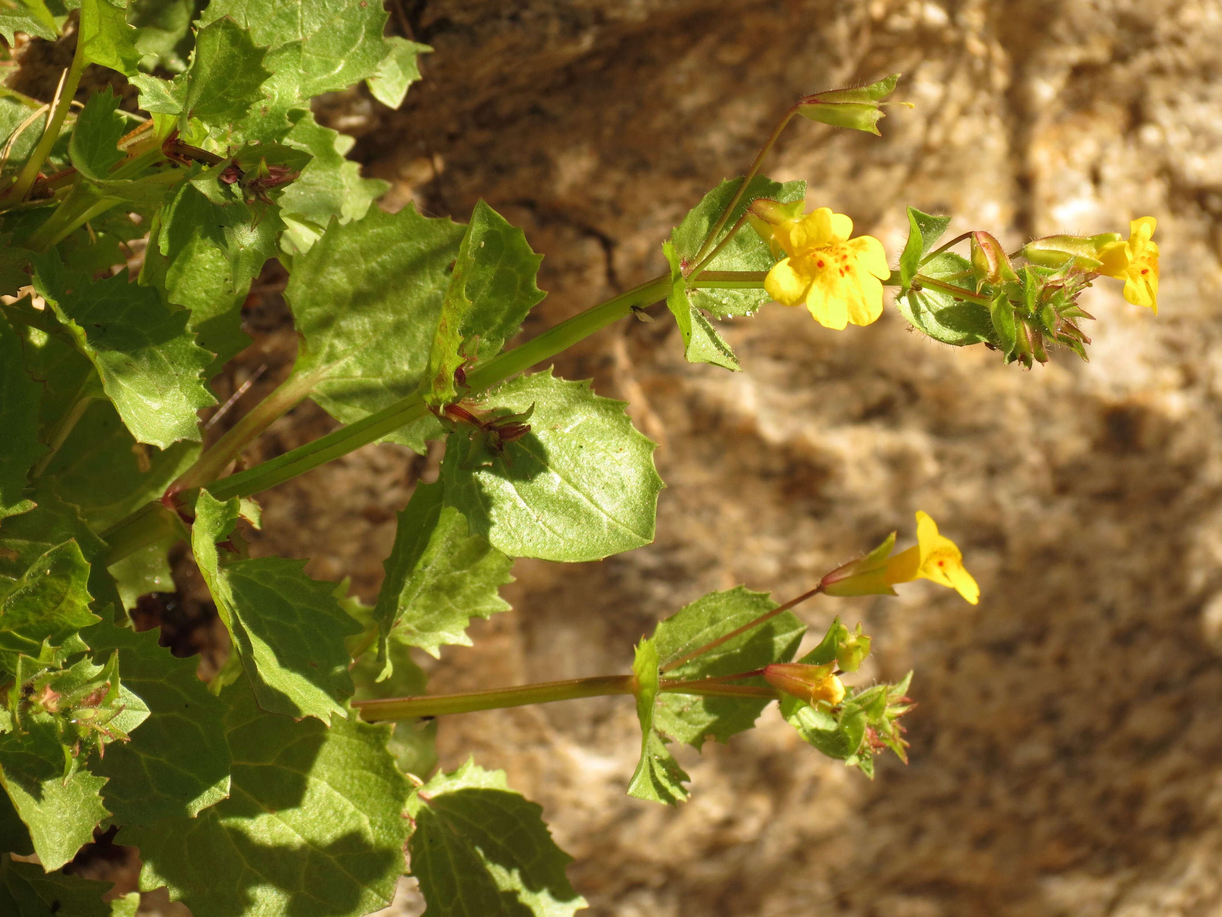 Image of Erythranthe guttata (DC.) G. L. Nesom