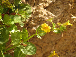 Image of Erythranthe guttata (DC.) G. L. Nesom