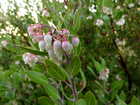 Image of pointleaf manzanita