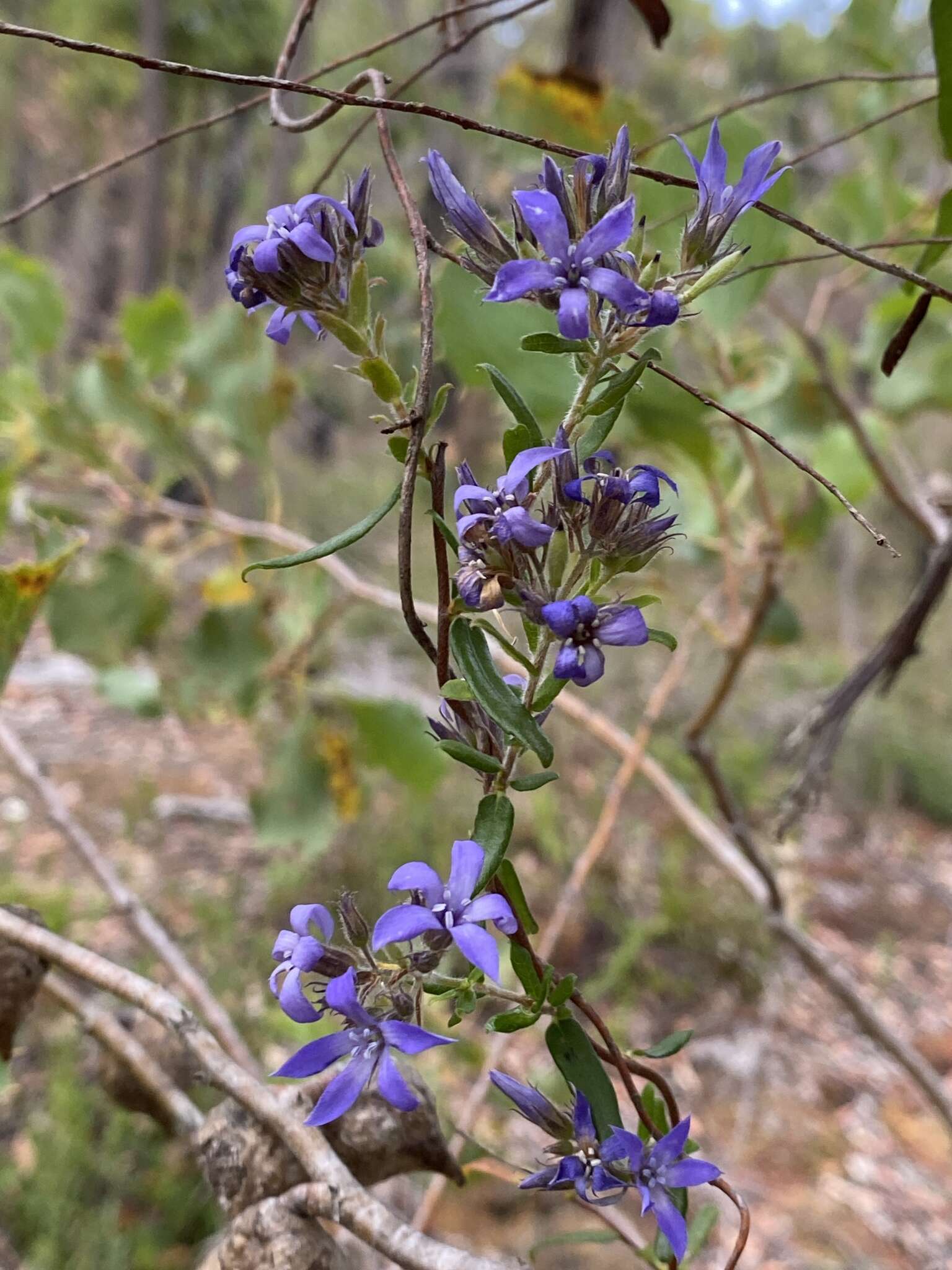 Imagem de Billardiera variifolia DC.