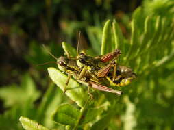 Image of Cascade Timberline Grasshopper