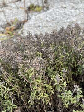 Image of Thymus calcareus Klokov & Des.-Shost.