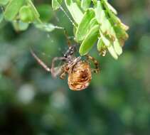 Imagem de Cyrtophora moluccensis (Doleschall 1857)