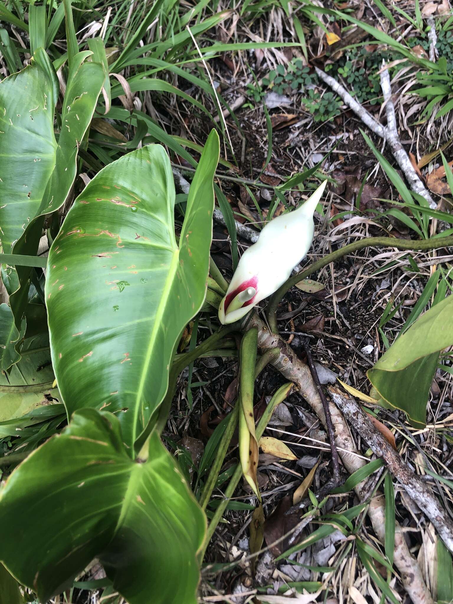 Imagem de Philodendron loefgrenii Engl.