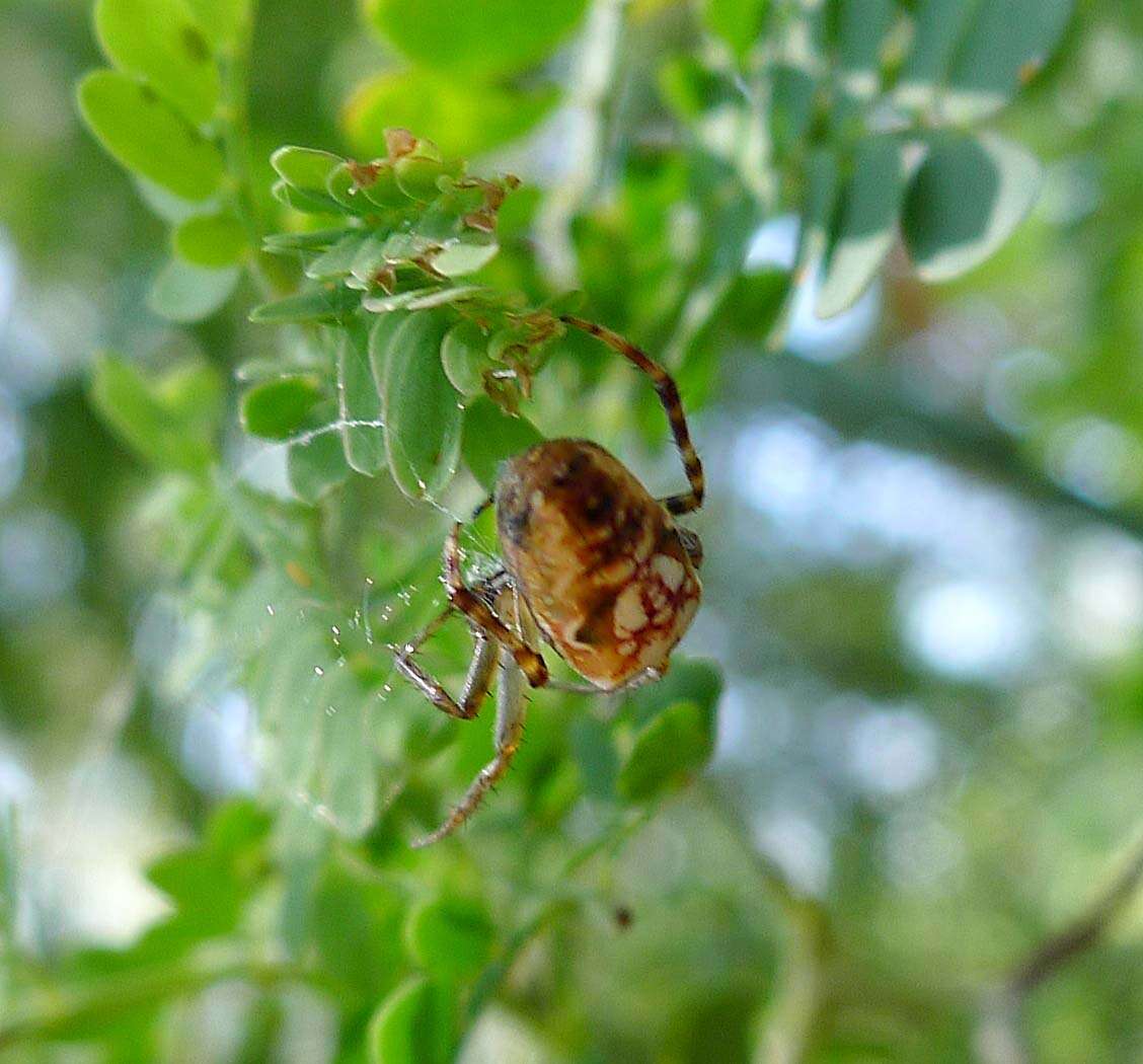 Imagem de Cyrtophora moluccensis (Doleschall 1857)