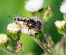 صورة Eristalinus megacephalus (Rossi 1794)