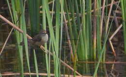 Image of Paddyfield Warbler