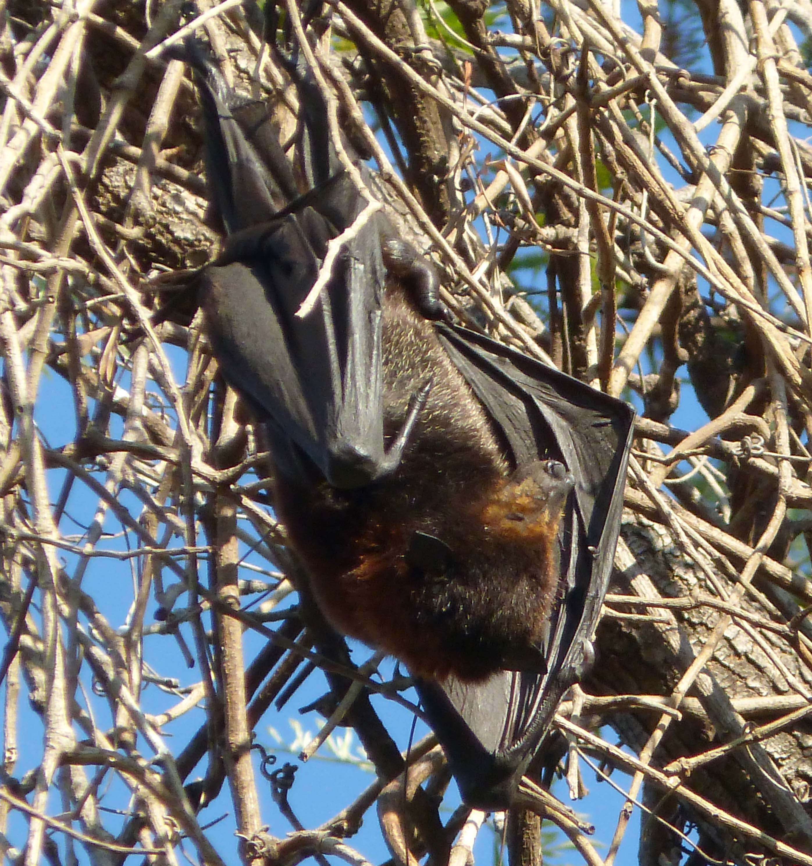 Image of Black Flying Fox