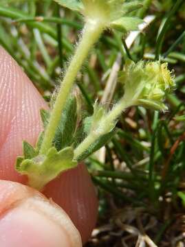 Alchemilla glaucescens Wallr. resmi