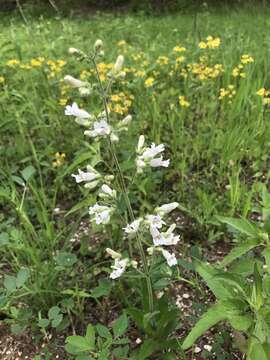 Image of pale beardtongue