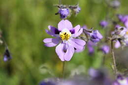 Image of Schizanthus carlomunozii