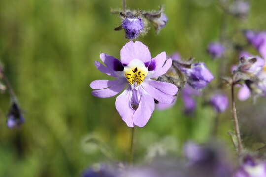 Image of Schizanthus carlomunozii