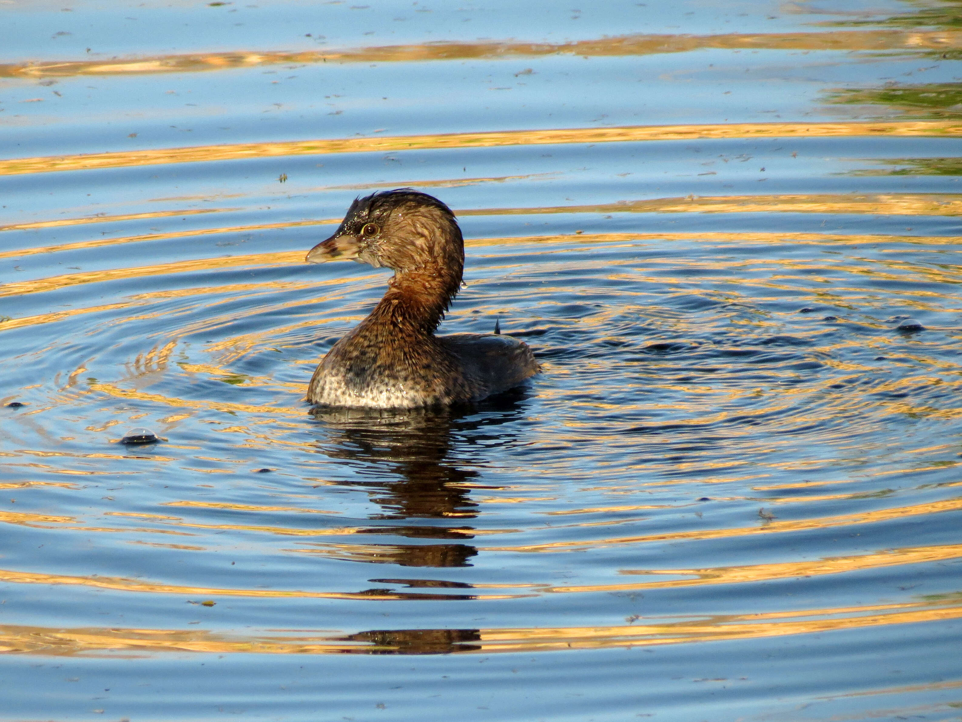 Image of Pied-billed Grebe