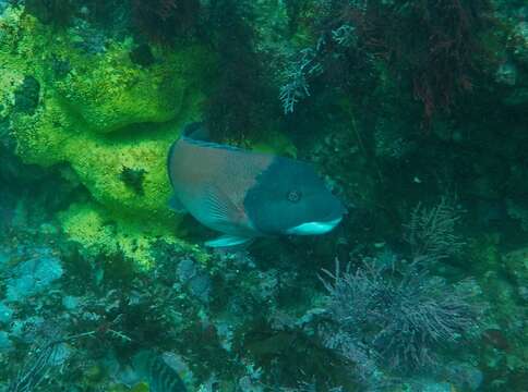 Image of Bodianus pulcher (Ayres 1854)