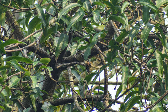 Image of Freckle-breasted Woodpecker