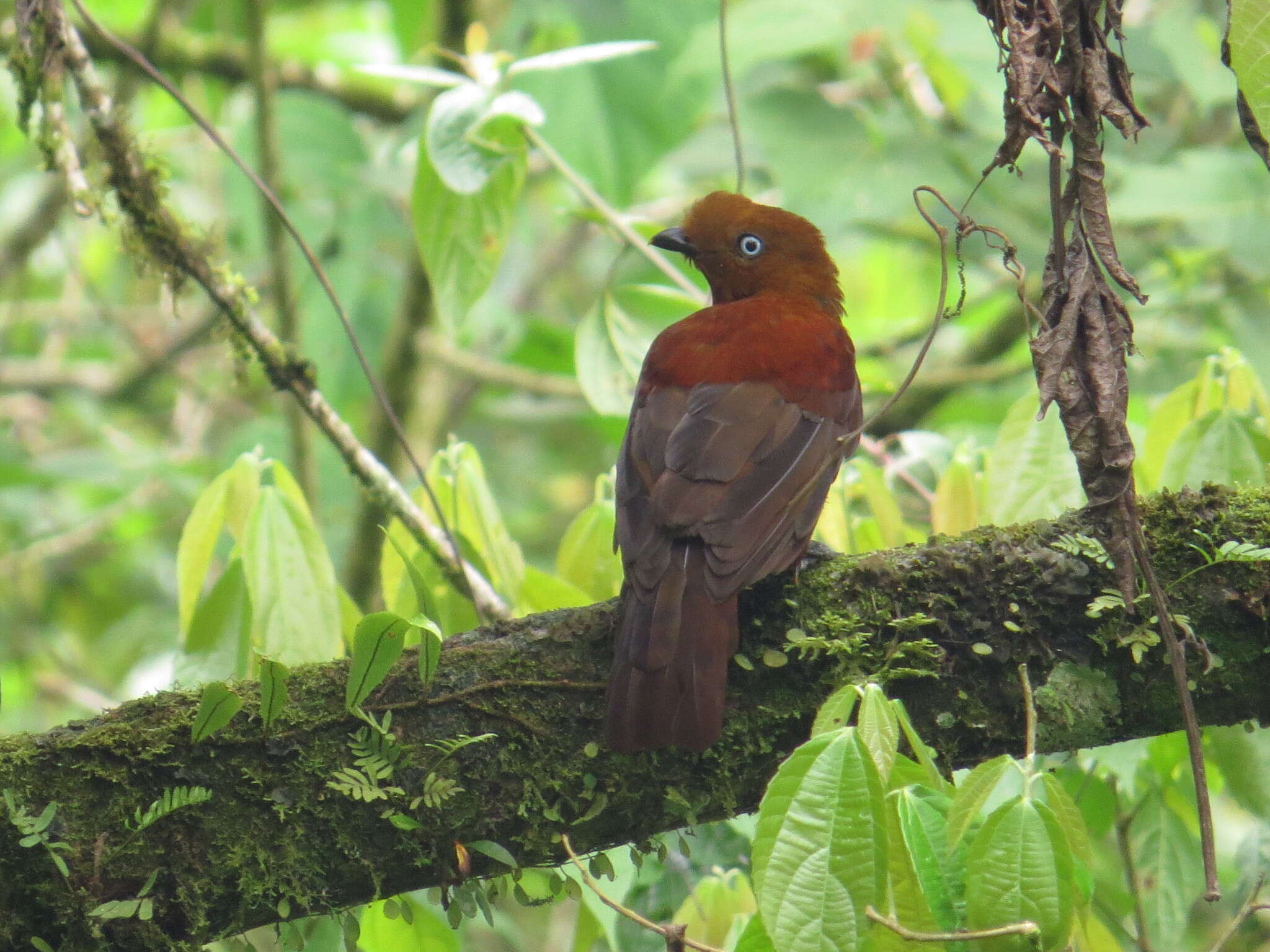 Rupicola peruvianus aequatorialis Taczanowski 1889 resmi