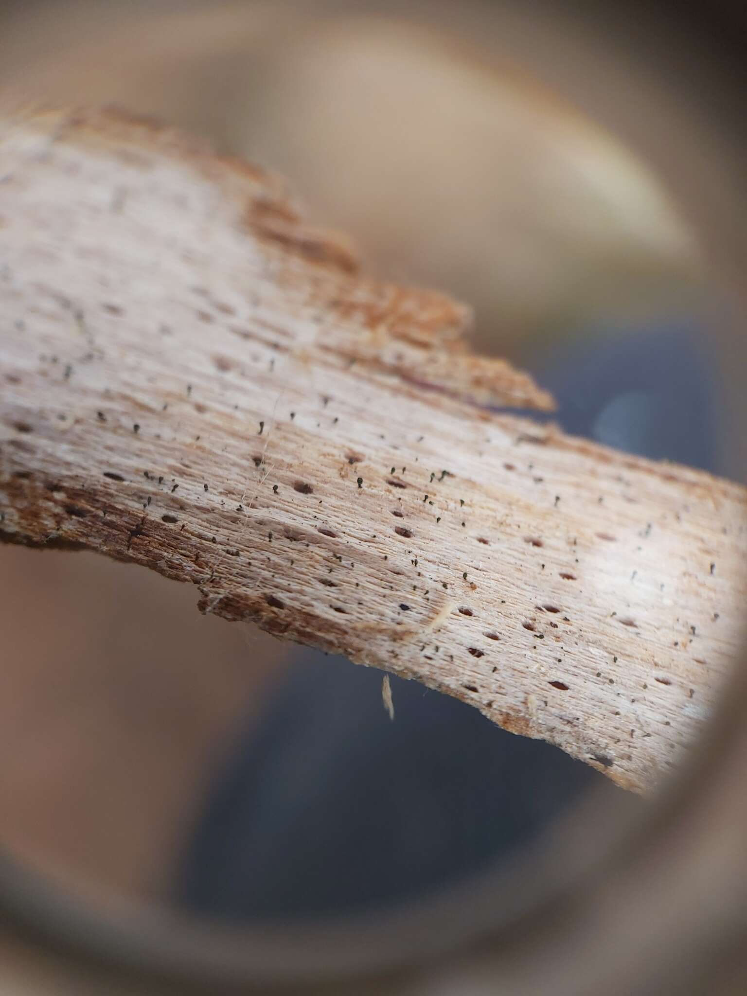 Image of Ahlner's microcalicium lichen