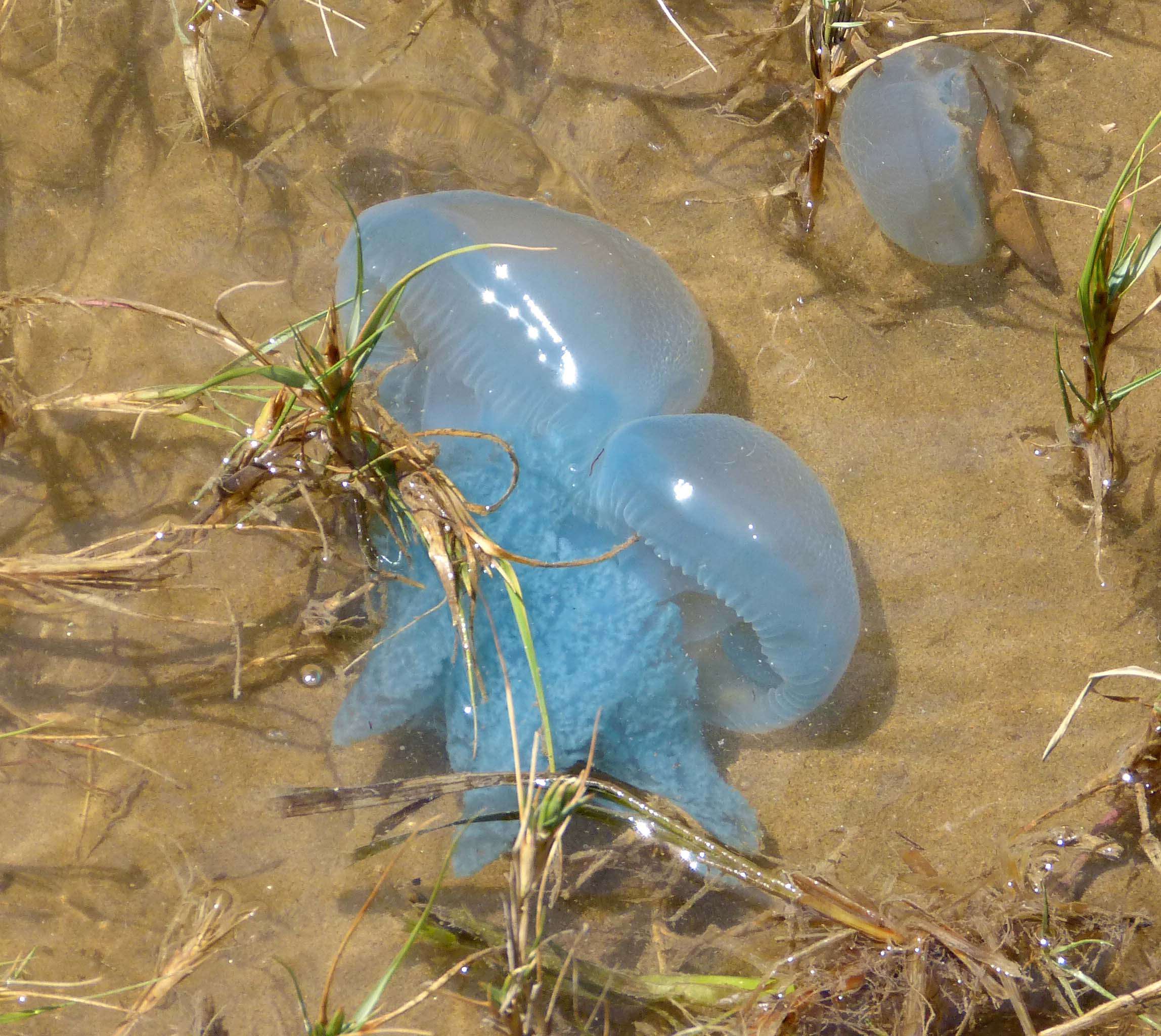 Image of Jelly Blubber