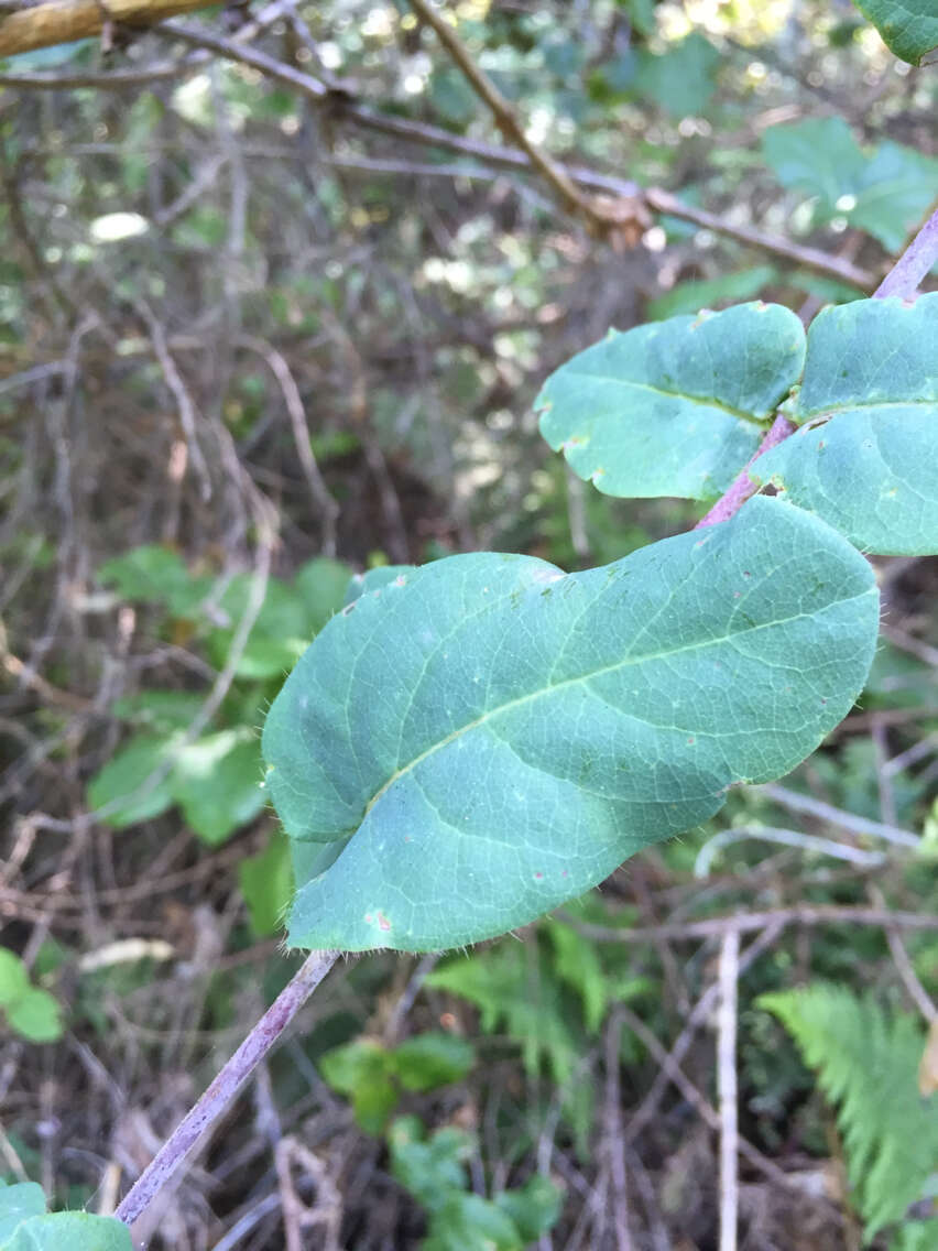 Image of pink honeysuckle