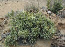 Image of Pelargonium klinghardtense Knuth