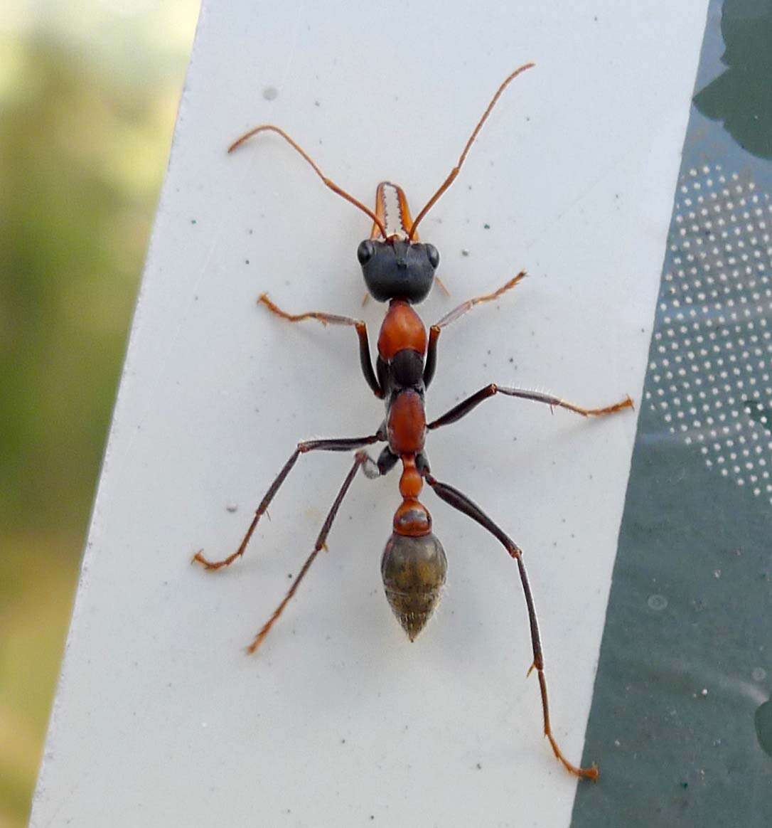 Image of Jack jumper ant