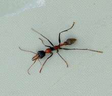 Image of Jack jumper ant