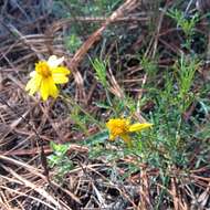 Tagetes linifolia Seaton resmi